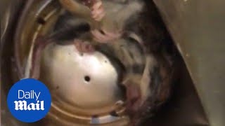 Dead rat found at the bottom of Red Bull energy drink - Daily Mail