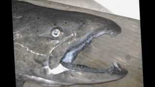 Kaz vs Wild 3 Catch of the Day