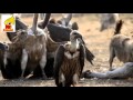 Vulture Sounds Bird Sound For Children 10