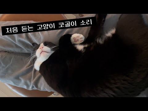 신기한 소리 내면서 자는 고양이