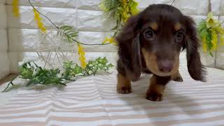 ミニチュアダックスの動画01