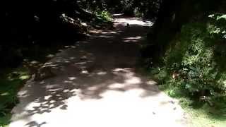 preview picture of video 'Green Monkeys, Welchman Hall Gully, Barbados'