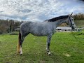 Jument -  Hanovrienne - 5 ans - dressage - France