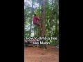 How to climb a tree like Mulan #shorts