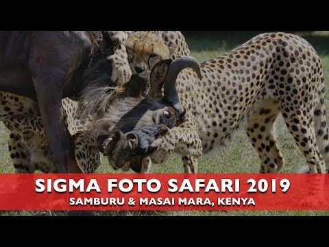 SIGMA PHOTOGRAPHIC SAFARI 2019 - WILDLIFE PHOTOGRAPHY IN KENYA