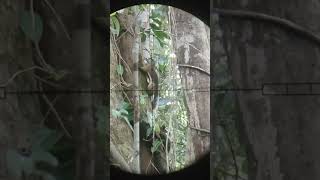 Download lagu berburu ketemu tupai besar mp3 Download lagu berburu ketemu tupai besar mp3