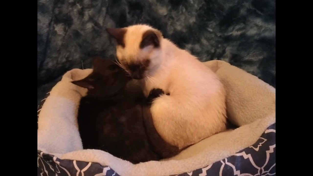 Enlarge Spencer (bonded with Bailey, must be adopted together, LF), a Adoptable Domestic Short Hair in Huddleston, VA video 4/5