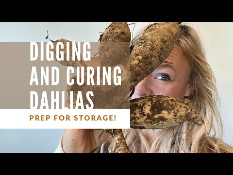 Digging and curing dahlia tubers for storage!