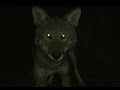 Red Wolves vs. Night Intruder