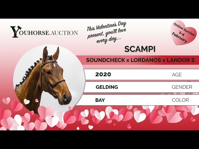 Scampi playing around