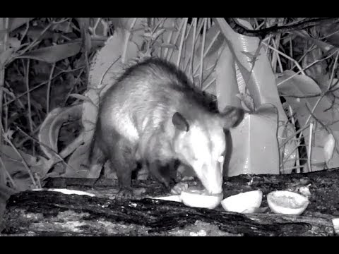 Common Opossum's  visit to Panama Fruit feeder cam. 01.22 / 29 November 2018