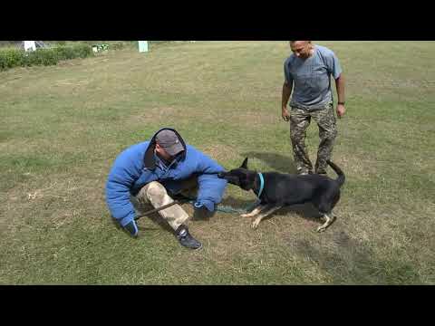 HILLARI MOTOR SICH. Работа с дрессировочным костюмом. Возраст 7 месяцев. Вторая часть.