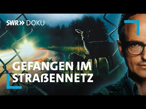 Video Thumbnail: Gefangen im Straßennetz - Rettung für die Wildtiere? | SWR Doku