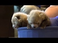 Denver Zoo welcomes birth of two, male red panda cubs