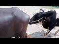 Powerful Bull And Buffalo Try Completion Meet In Village