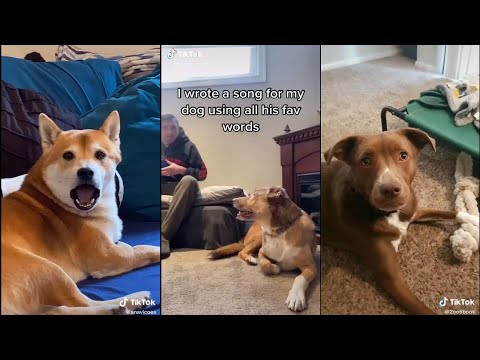 YouTube video about: What are dog's favorite color?