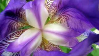 GITANA MORENA *GIPSY KING .*