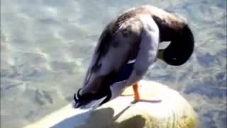 I Want A New Duck