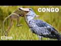 WILD CONGO Predators That Rule The Most Dangerous Jungle Nature Animal Documentary