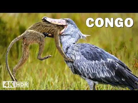 Wild Congo