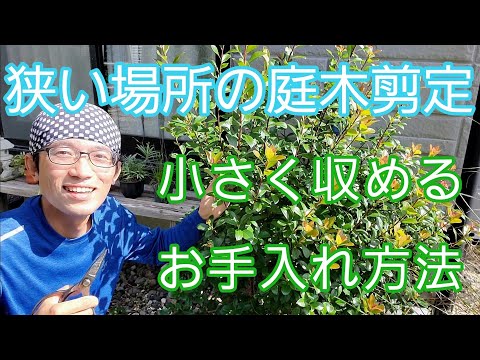 園芸 シャギータイム