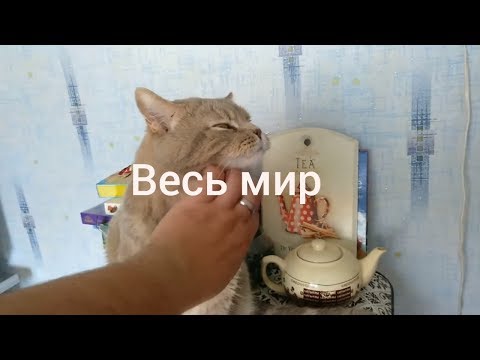 Общаюсь с котом как кошачий переводчик. Говорящий кот! Говорящего кота - не переговорить! Сибирский?
