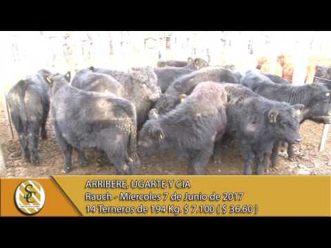 07-06-17 Venta de Machos - Arribere, Ugarte y Cia - Rauch.