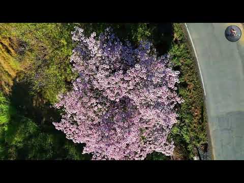 🌸🌿 La floración del árbol de matilisguate en Cubulco Baja Verapaz | Naturaleza que inspira.