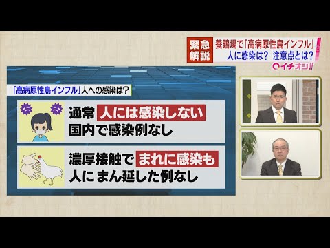 パンデミックの可能性がある鳥インフルエンザ