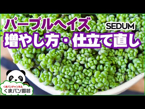 園芸 パープル ストリーム サーカス