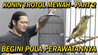 Download lagu KONIN TROTOL MEWAH  || TIPS PERAWATAN NYA  || PART 2 mp3