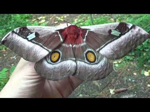 Boy I hope these pair! Cabbage tree silkmoth (Bunaea alcinoe)