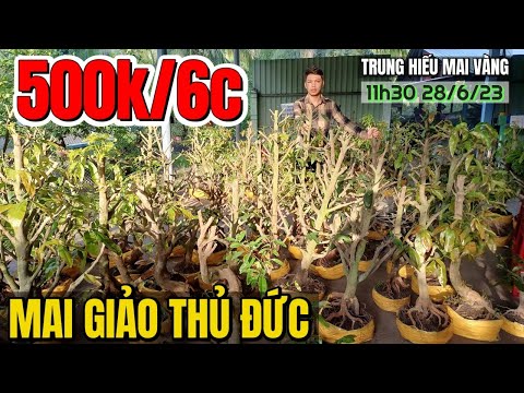 28/6 🔴 Mai vàng Trung Hiếu xả rẻ 500k/6 cây phôi mai giảo Thủ Đức đế quái bonsai đẹp độc lạ Chợ Gạo