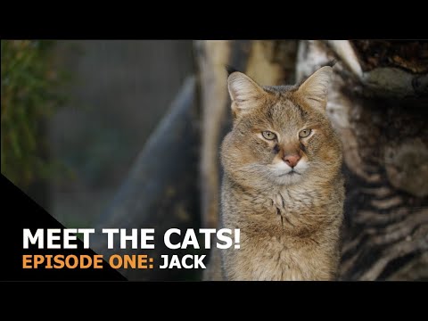 Meet the Cats: Episode 1 - Jack (Jungle Cat)