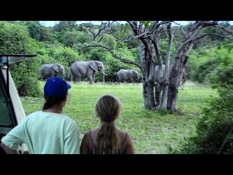 Elephants In Our Camp.