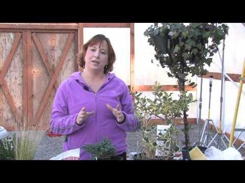 Gardening Tips : How to Prune a Crape Myrtle Into a Tree