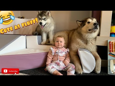 ¡El juguete para perros más ingenioso y Phil se queda atascado!??