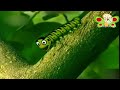 Thanksgiving Special BabyTV Mr Snail Butterfly