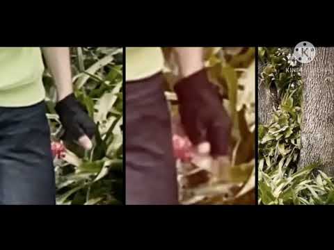 Dream's Fake Face reveal