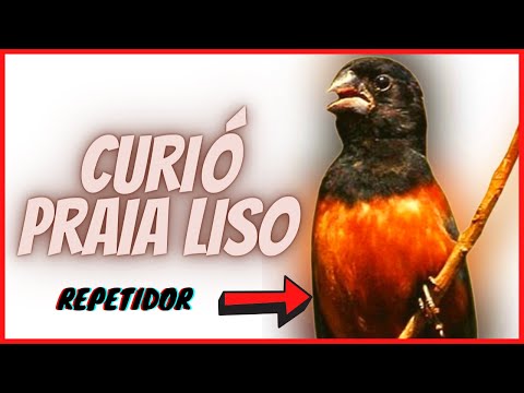 download lagu mp3 mp4 Canto Do Curi Praia Liso, download lagu Canto Do Curi Praia Liso gratis, unduh video klip Canto Do Curi Praia Liso