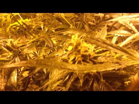 Update: lady sativa genetics