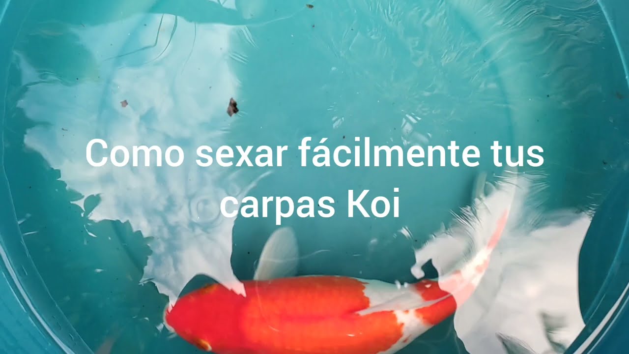 Reproducción de peces Koi en estanque y conocer si es hembra o macho