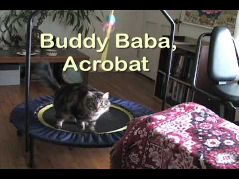 Buddy the Cat Acrobatics