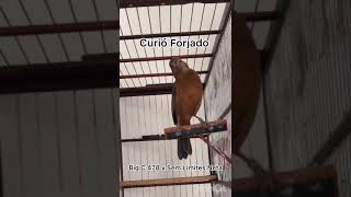 Forjado 522