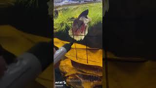 Viral Animal Compilation: Playing Tic Tac Toe with My Fish and Other LOL Moments #shorts #fish#viral