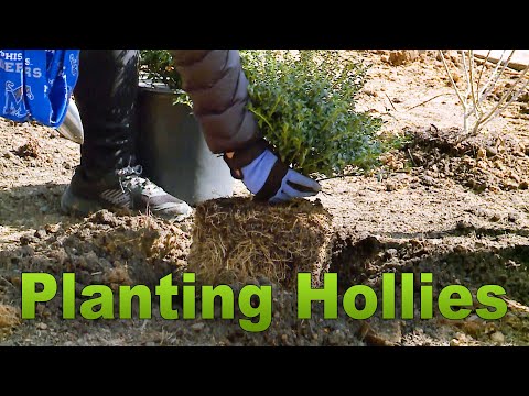 Planting Hollies – Family Plot