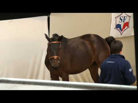 ♥ Timeo de Gaillard- jumping horse  by Nectar des Forets