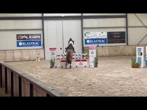 SOLD | Casallco x Granulit | 6yo mare