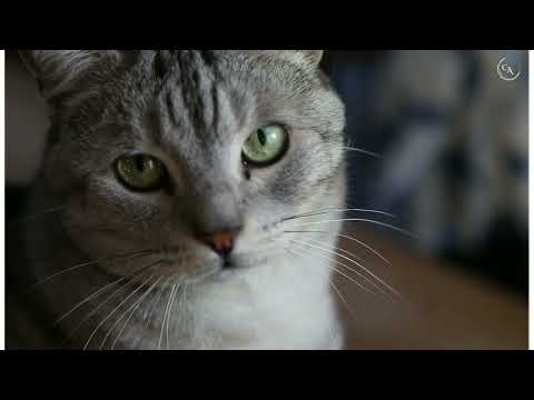 So cute caty || cats video || cute animals