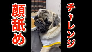飼い主の顔をペロペロするパグ / 飼い主大好き のサムネイル